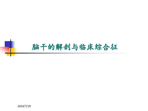 脑干的解剖及临床综合征(1)
