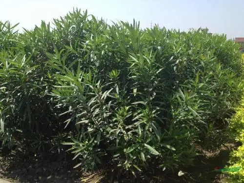 苏教版六年级语文下册《夹竹桃》赛课ppt课件