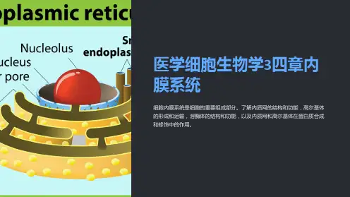 医学细胞生物学3四章内膜系统