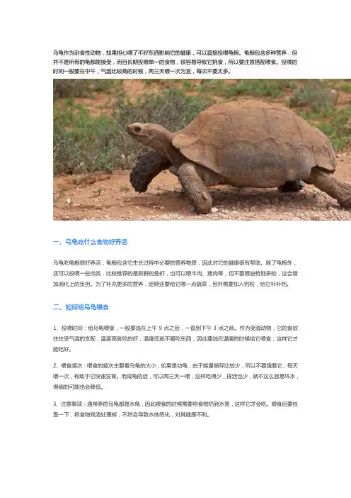 乌龟吃什么食物好养活小乌龟