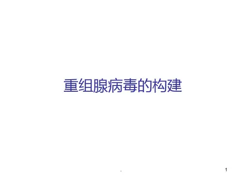 腺病毒载体构建PPT课件