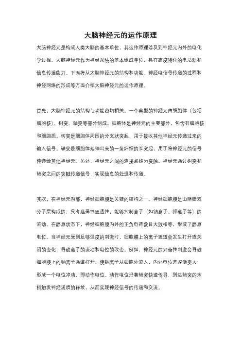 大脑神经元的运作原理