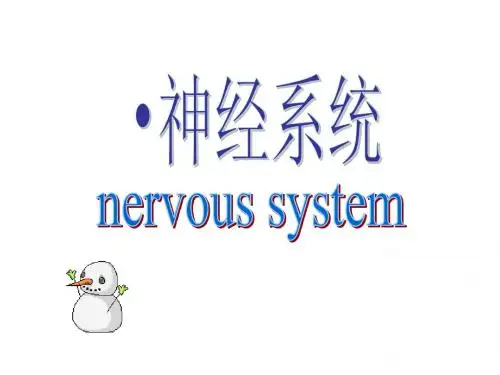 神经系统