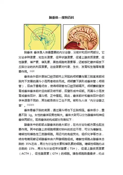 脑垂体—搜狗百科