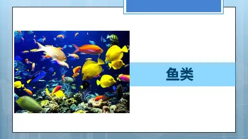 苏教版科学四年级上 2.鱼类