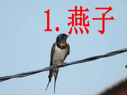 部编版三年级下册语文《燕子》PPT电子课件教学说课