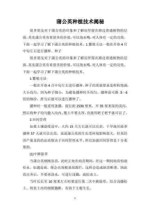 蒲公英种植技术揭秘
