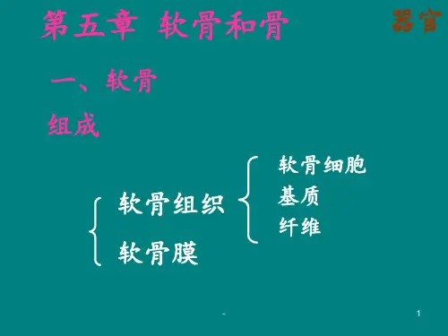 软骨和骨.ppt课件