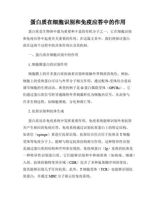 蛋白质在细胞识别和免疫应答中的作用