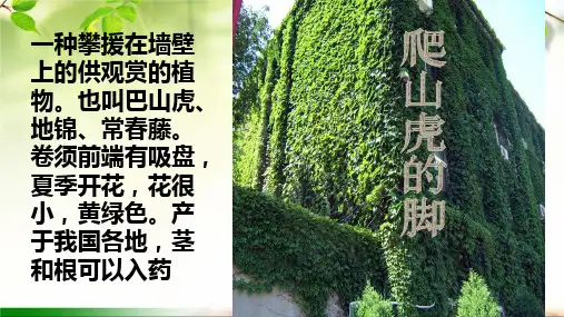 部编版语文四年级上册10《爬山虎的脚》课件(共25张PPT)(5)