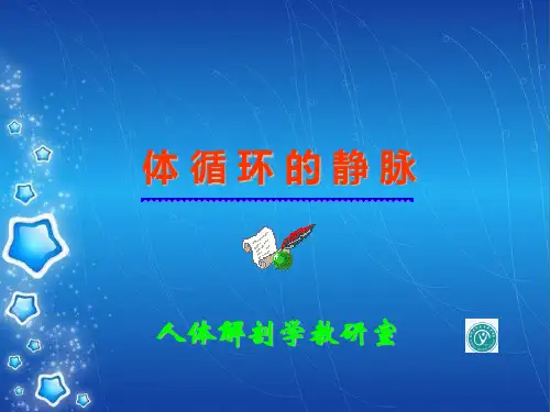 人体解剖-体循环的静脉