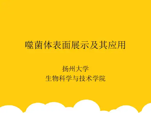 噬菌体表面展示及其应用ppt实用资料