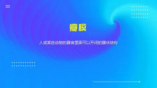 瓣膜    