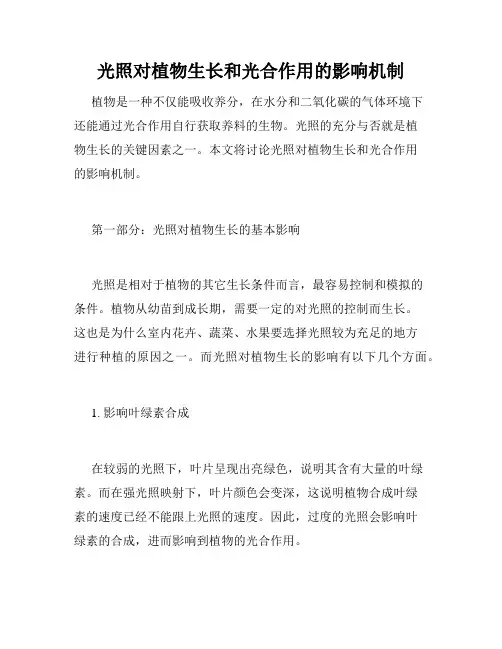 光照对植物生长和光合作用的影响机制