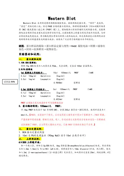 Western blot详细操作过程