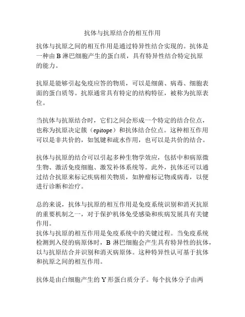 抗体与抗原结合的相互作用