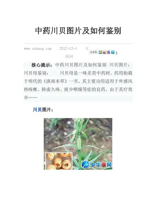 中药川贝图片及如何鉴别剖析