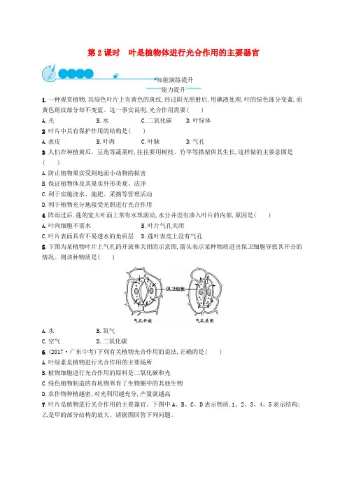 七年级生物上册光合作用(叶是植物体进行光合作用的主要器官)课后习题(新版)北师大版