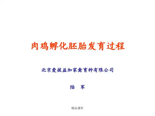 肉鸡孵化胚胎发育过程