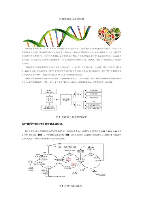叶酸代谢