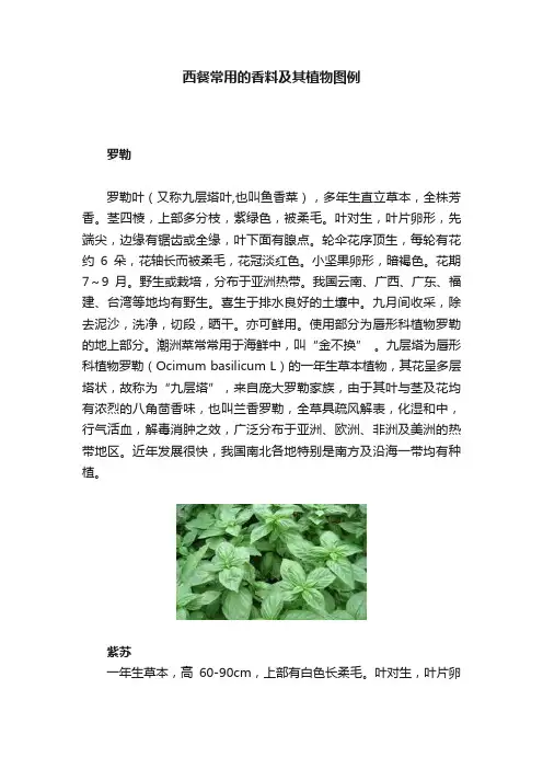 西餐常用的香料及其植物图例
