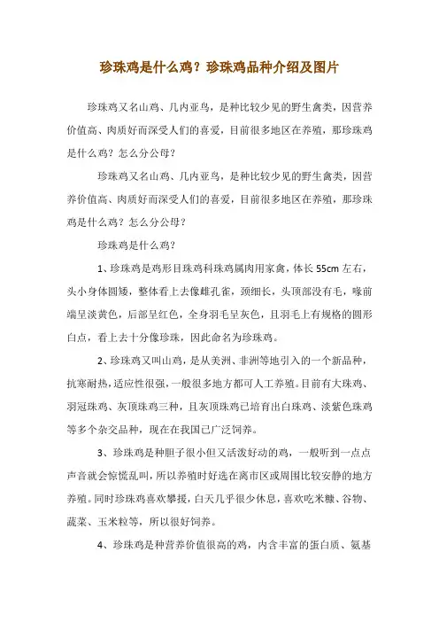 珍珠鸡是什么鸡？珍珠鸡品种介绍及图片