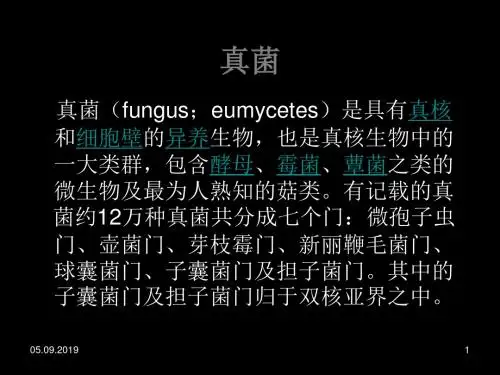 真菌的分类与致病性 59页PPT文档