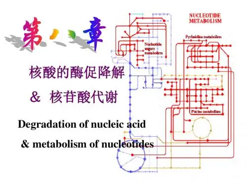 9章核苷酸代谢.