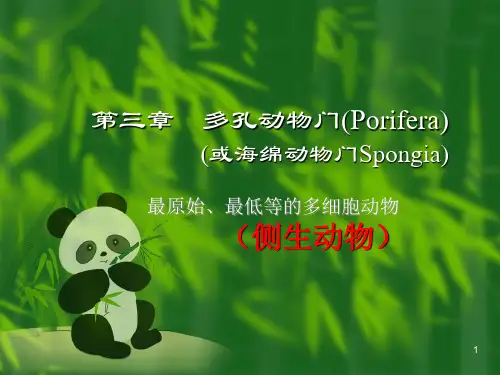 高中生物竞赛课件第三章多孔动物门