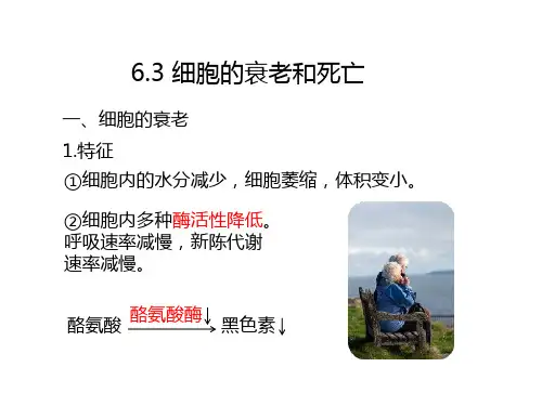 6.3 细胞的衰老和死亡-高一生物同步教学精品课件(人教版2019必修1)
