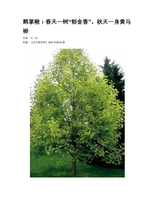 鹅掌楸：春天一树“郁金香”，秋天一身黄马褂