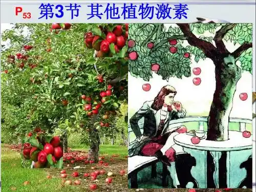 必修三 第3章 第3节 其他植物激素 2014-12-22