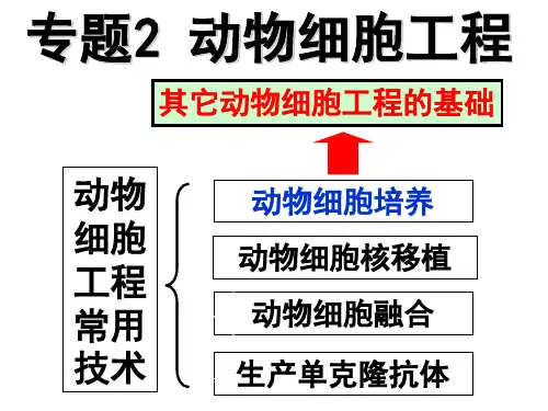 动物细胞培养