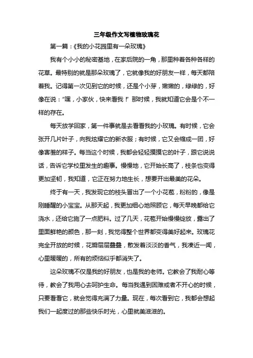 三年级作文写植物玫瑰花