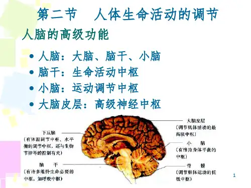 人脑的高级功能PPT精品文档