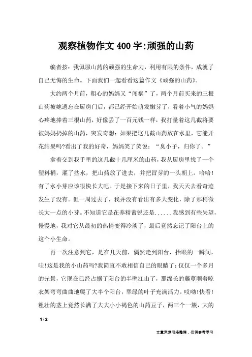 观察植物作文400字-顽强的山药_描写作文