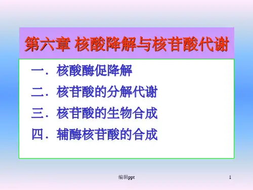 核酸降解与核苷酸代谢(1)