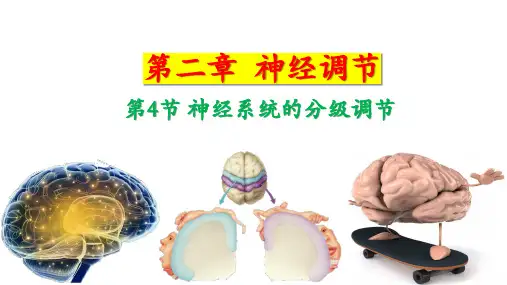 2.4神经系统的分级调节1