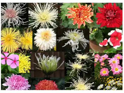 菊花的组织培养优质课件ppt