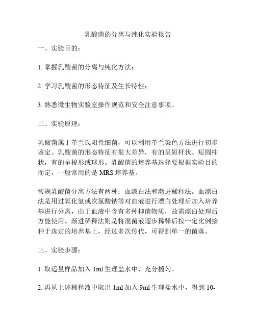 乳酸菌的分离与纯化实验报告