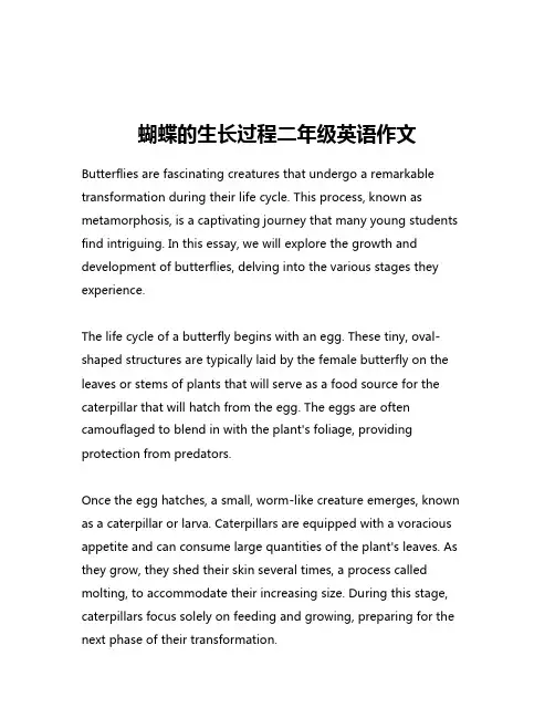 蝴蝶的生长过程二年级英语作文