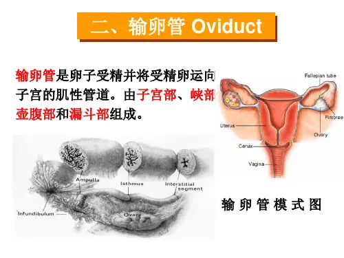 女性生殖二--输卵管与子宫-幻灯片