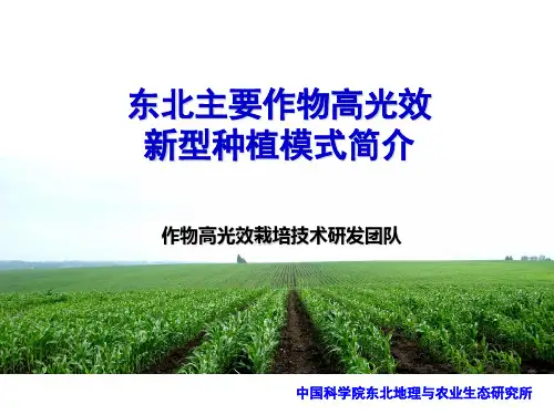 新型栽培模式简介(高光效)水稻