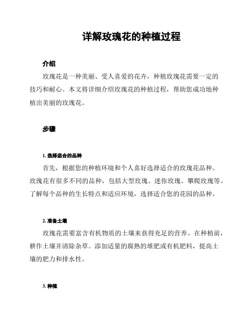 详解玫瑰花的种植过程