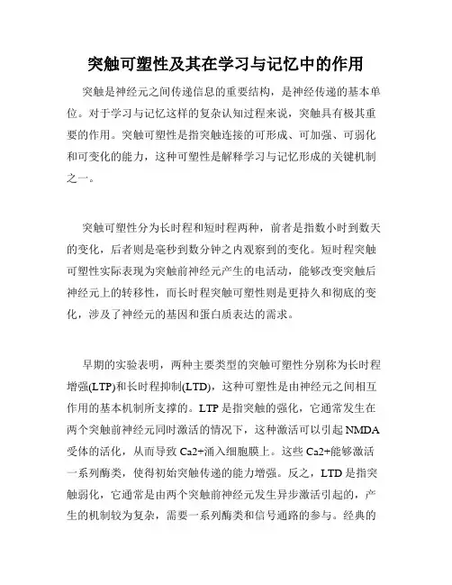 突触可塑性及其在学习与记忆中的作用