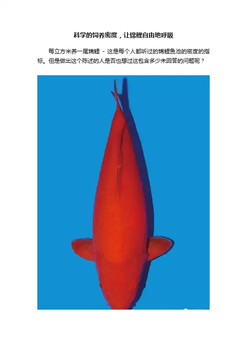 科学的饲养密度，让锦鲤自由地呼吸