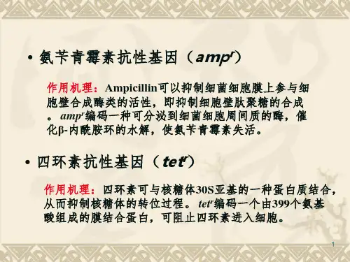 抗生素作用机理PPT精品文档