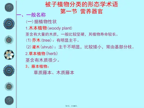 11被子植物分类的形态学术语