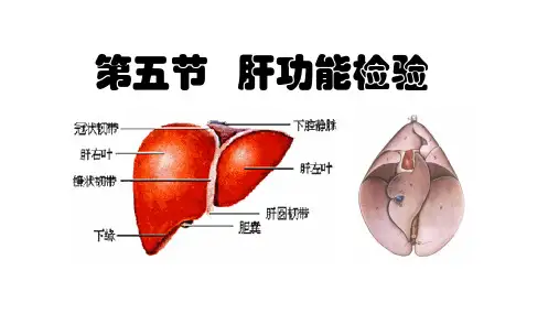 《兽医临床生化检验》课件：肝功能临床生化分析