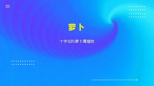 萝卜    
